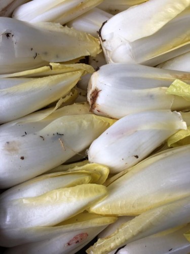 Endive maison