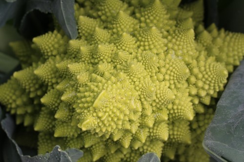 Chou romanesco