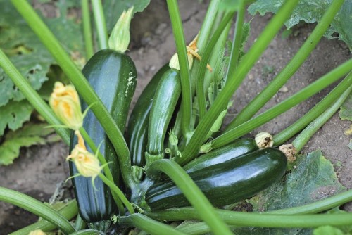 Courgettes 